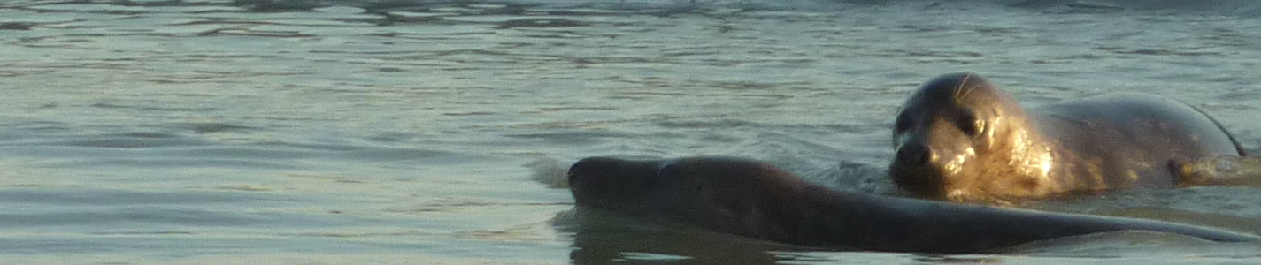 Phoque dans la baie de Somme